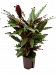 Elegant Peacock Plant Calathea rufibarba 'Wavestar' Indoor House Plants