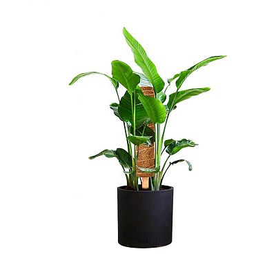 Stackable Natural Fiber Coco Coir Poles Plant Support (Set of 2)