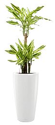 Dracaena Fragrans Mass Coast in LECHUZA RONDO Self-watering Planter, Total Height 140 cm