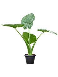 Lush Elephant Ear Alocasia macrorrhiza Indoor House Plants