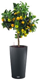 Citrofortunella Calamondine in LECHUZA CILINDRO Self-watering Planter, Total Height 105 cm