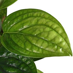 Shade-loving Swiss Cheese Plant Monstera karstenianum Indoor House Plants