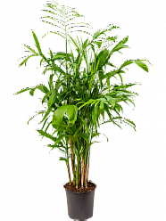 Shade-loving Parlour Palm Chamaedorea seifrizii Indoor House Plants