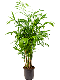 Shade-loving Parlour Palm Chamaedorea seifrizii Indoor House Plants