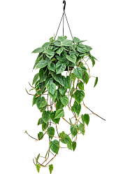Lush Heart-Leaf Philodendron scandens Indoor House Plants