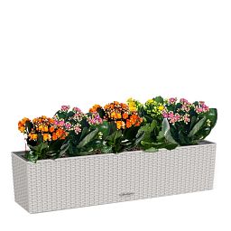 Blooming Kalanchoes Maxi in LECHUZA BALCONERA Cottage Self-watering Planter, Total Height 40 cm