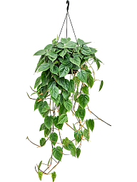 Lush Heart-Leaf Philodendron scandens Indoor House Plants