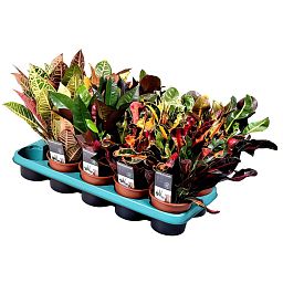 Colorful Croton (Codiaeum) variegatum 'Petra' Indoor House Plants