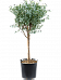 Delicate Snow Gum Eucalyptus gunnii Tall Indoor House Plants Trees