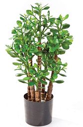 CRASSULA OVATA Artificial Tree Plant