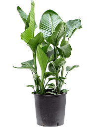 Tropical Bird of Paradise Strelitzia nicolai Indoor House Plants