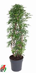 Easy-Care Umbrella Tree Schefflera arboricola 'Luseana' Indoor House Plants