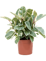 Lush Rubber Plant Ficus elastica 'Tineke' Indoor House Plants