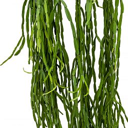 Easy-Care Mistletoe Cactus Rhipsalis paradoxa Indoor House Plants