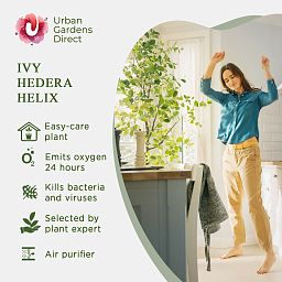 Easy-Care English Ivy Hedera helix 'Wonder' Indoor House Plants