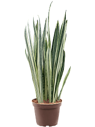 Easy-Care Snake Plant Sansevieria trifasciata 'Bantel' Indoor House Plants