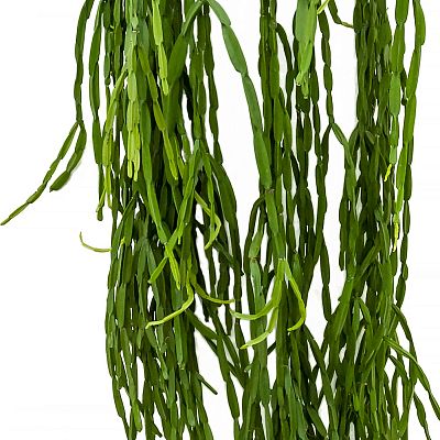 Easy-Care Mistletoe Cactus Rhipsalis paradoxa Indoor House Plants