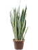 Easy-Care Snake Plant Sansevieria trifasciata 'Bantel' Indoor House Plants