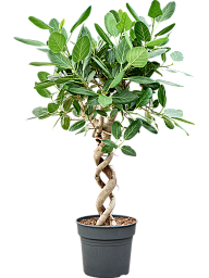 Lush Banyan Fig Ficus benghalensis 'Audrey' Indoor House Plants