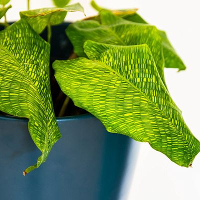 Lush Peacock Plant Calathea musaica (Network) Indoor House Plants
