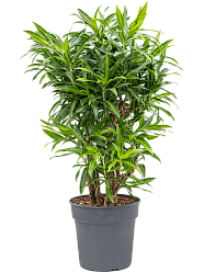 Fabulous Pleomele (Dracaena) reflexa 'Song of Jamaica' Tall Indoor House Plants Trees