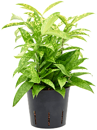 Cheerful Dragon Tree Dracaena surculosa 'Mike' Indoor House Plants