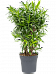 Fabulous Pleomele (Dracaena) reflexa 'Song of Jamaica' Tall Indoor House Plants Trees
