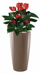 Blooming Anthurium Andraeanum in LECHUZA RONDO Self-watering Planter, Total Height 100 cm