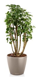 Polyscias Balfouriana in LECHUZA CLASSICO Color Self-watering Planter, Total Height 120 cm