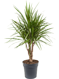 Showy Madagascar Dragon Tree Dracaena marginata Tall Indoor House Plants Trees