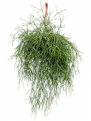 Easy-Care Mistletoe Cactus Rhipsalis burchelli Indoor House Plants