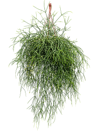 Easy-Care Mistletoe Cactus Rhipsalis burchelli Indoor House Plants