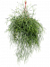 Easy-Care Mistletoe Cactus Rhipsalis burchelli Indoor House Plants