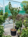 Lush Japanese Maple Acer pal. 'Shishigashira' Outdoor Plants