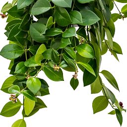 Graceful Lipstick Plant Aeschynanthus 'Mona Lisa' Indoor House Plants