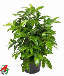 Easy-Care Spotted Gold Dust Dracaena surculosa (140-170) Indoor House Plants