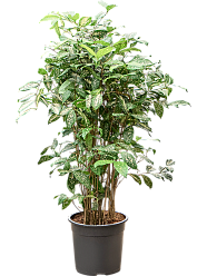 Colorful Gold Dust Dragon Tree Dracaena godseffiana (130-150) Indoor House Plants