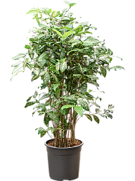 Colorful Gold Dust Dragon Tree Dracaena godseffiana (130-150) Indoor House Plants