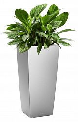 Aglaonema Stripes in LECHUZA CUBICO Self-watering Planter, Total Height 125 cm