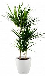 Dracaena Marginata in LECHUZA CLASSICO Color Self-watering Planter, Total Height 120 cm