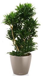 Dracaena Fragrans Compacta in LECHUZA CLASSICO Color Self-watering Planter, Total Height 110 cm