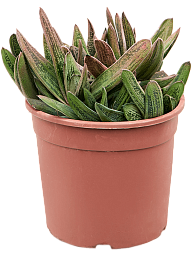 Easy-Care Gasteria 'Little Warty' Indoor House Plants