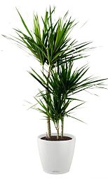 Dracaena Marginata in LECHUZA CLASSICO Color Self-watering Planter, Total Height 120 cm