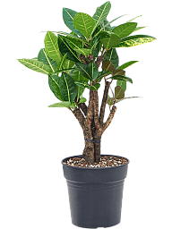 Colorful Croton (Codiaeum) variegatum 'Petra' Indoor House Plants