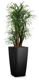 Dracaena Reflexa Anita in LECHUZA CUBICO Self-watering Planter, Total Height 140 cm
