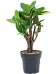 Colorful Croton (Codiaeum) variegatum 'Petra' Indoor House Plants