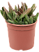 Easy-Care Gasteria 'Little Warty' Indoor House Plants