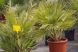 European Fan Palm Chamaerops palm, Mediterranean Fan Palm Tree (Chamaerops Humilis)