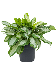 Showy Chinese Evergreen Aglaonema 'Silver Moon' Indoor House Plants