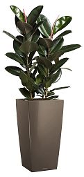 Ficus Elastica Abidjan in LECHUZA CUBICO Self-watering Planter, Total Height 190 cm